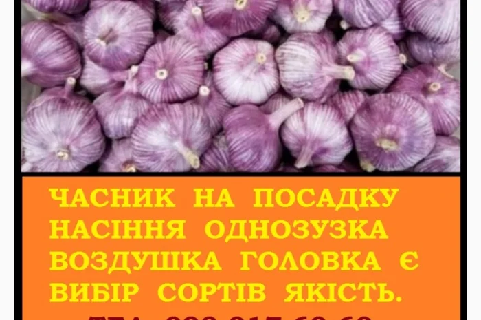 Продажа насіння часнику Любаша от 5 кг- фото № 2