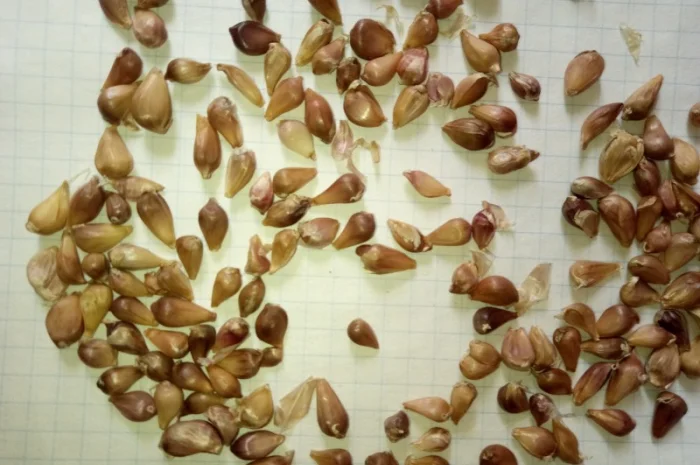 Продаж посівного матеріалу часнику ВОЗДУШКА- фото № 1