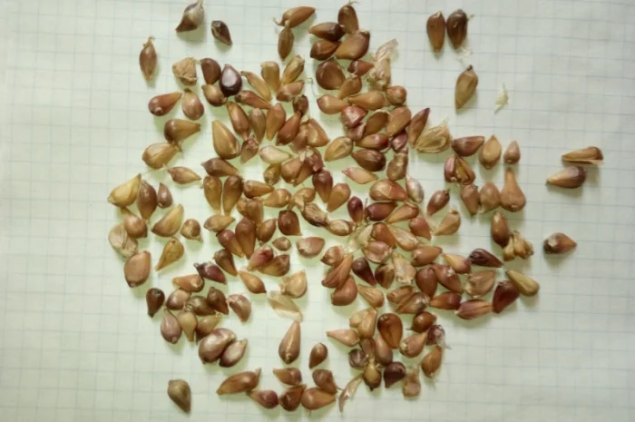 Продаж посівного матеріалу часнику ВОЗДУШКА- фото № 2