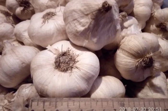 Семена озимого чеснока на посадку- фото № 19