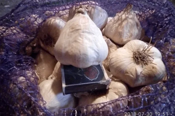 Семена озимого чеснока на посадку- фото № 10
