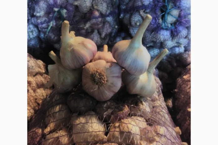 Семена озимого чеснока на посадку- фото № 7