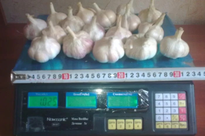 Семена озимого чеснока на посадку- фото № 6