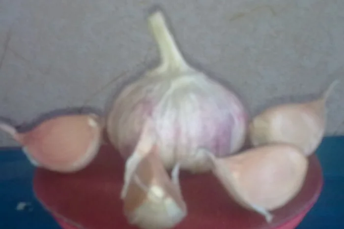 Семена озимого чеснока на посадку- фото № 5