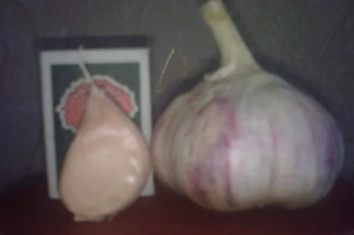 Семена озимого чеснока на посадку- фото № 4