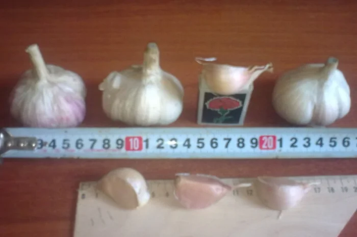 Семена озимого чеснока на посадку- фото № 3
