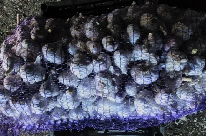 Семена озимого чеснока на посадку- фото № 2