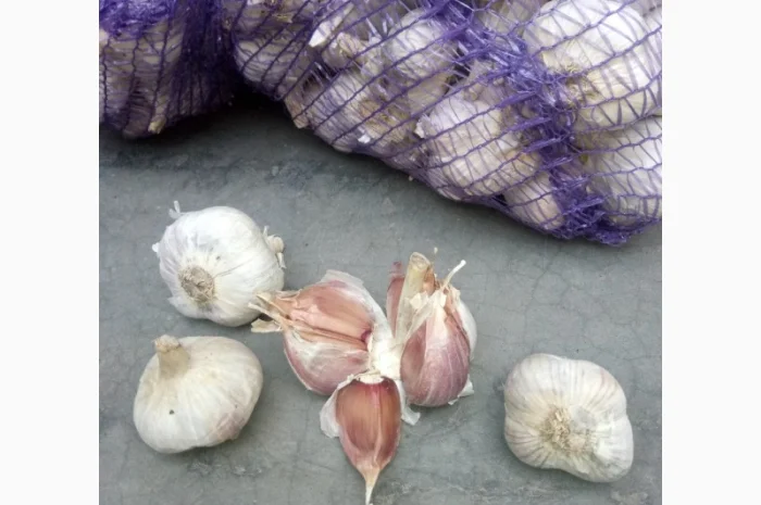 Семена озимого чеснока на посадку- фото № 14