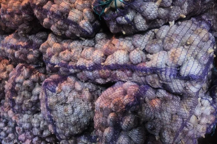 Семена озимого чеснока на посадку- фото № 16