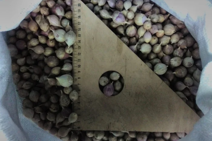 Семена озимого чеснока на посадку- фото № 12