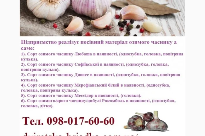 Семена озимого чеснока на посадку- фото № 11