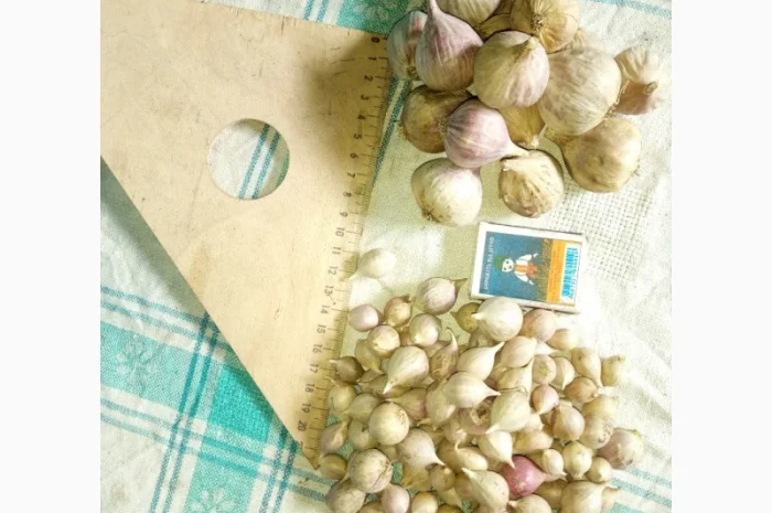 Продаж часнику на посадку сорту Любаша- фото № 3