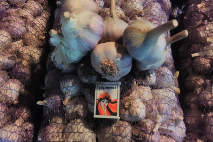 Продаж часнику на посадку сорту Любаша- фото № 4