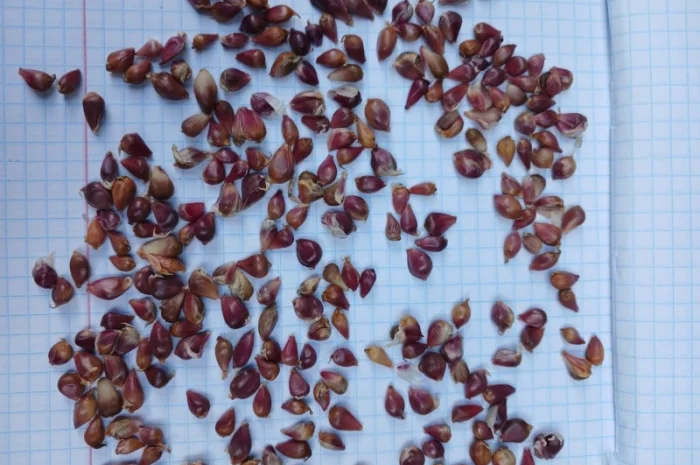 Продаж часнику на посадку сорту Любаша- фото № 1