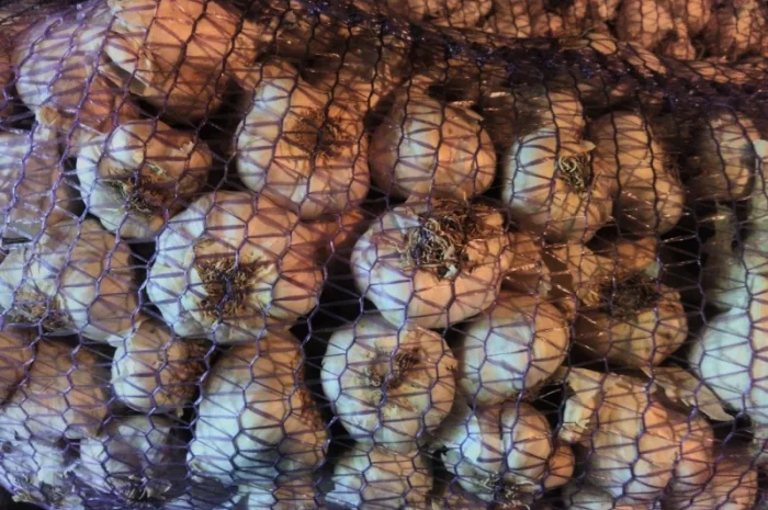 Насіння часнику ВОЗДУШКА української та зарубіжної селекції- фото № 2