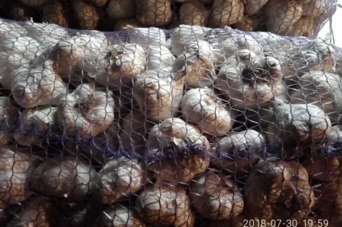 Насіння часнику ВОЗДУШКА української та зарубіжної селекції- фото № 5