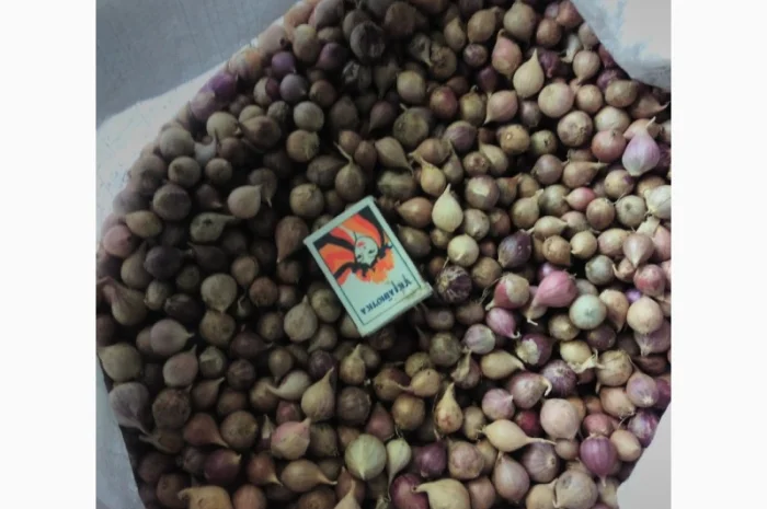 Насіння часнику ВОЗДУШКА української та зарубіжної селекції- фото № 6