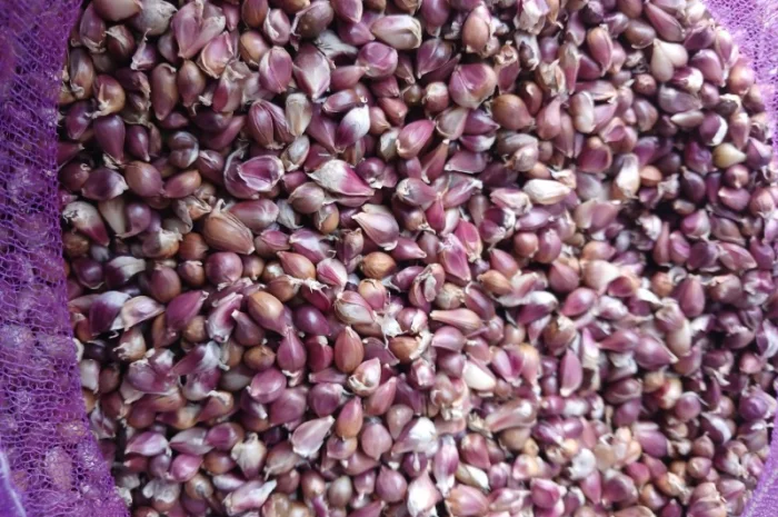 Продаж посівного матеріалу часнику Воздушка Любаша- фото № 9