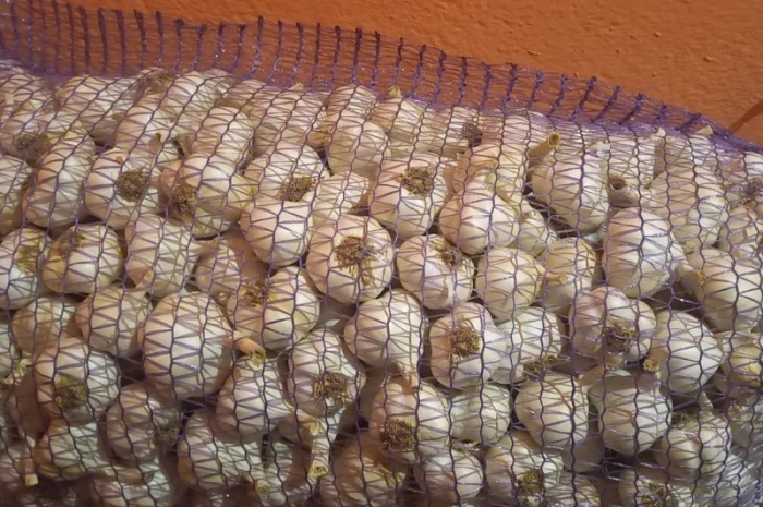 Продам ярий часник сорт Сочинський. Хорошої якості- фото № 2