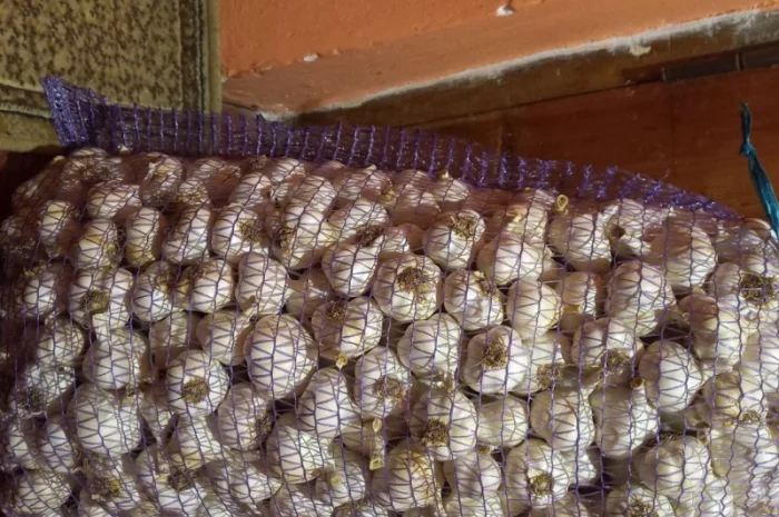 Продам ярий часник сорт Сочинський. Хорошої якості- фото № 3