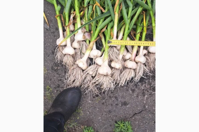 Куплю чеснок, 80грн за кг, от 3 см- фото № 1