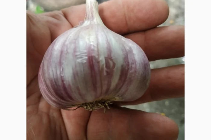 Часник озимий -- Гулівер, Олексіївский Гігант- фото № 2