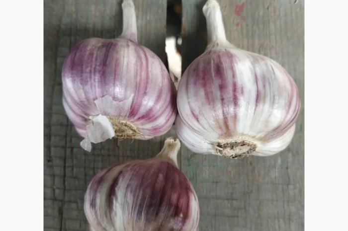 Часник озимий -- Гулівер, Олексіївский Гігант- фото № 3