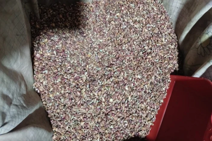 Закупка воздушки чеснока на экспорт- фото № 1