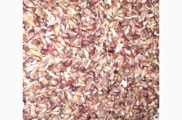 Куплю насіння часника повітряну кульку для експорту- фото № 1