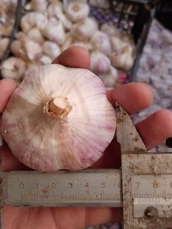 Чеснок бронь 1 репродукция от "АГРО-ГАРЛІК"- фото № 1