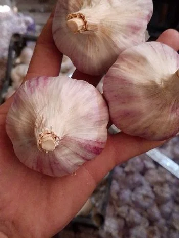 Чеснок бронь 1 репродукция от "АГРО-ГАРЛІК"- фото № 2