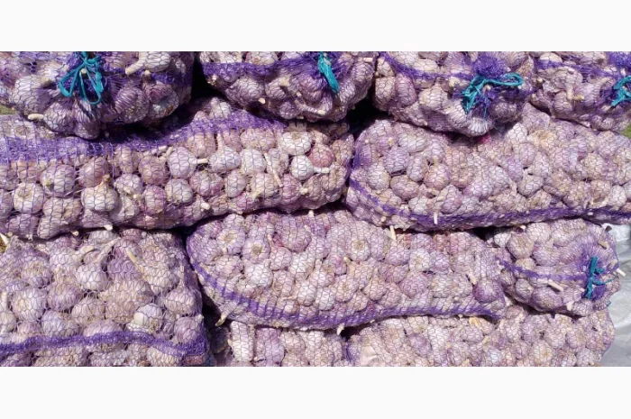 Чеснок бронь 1 репродукция от "АГРО-ГАРЛІК"- фото № 3