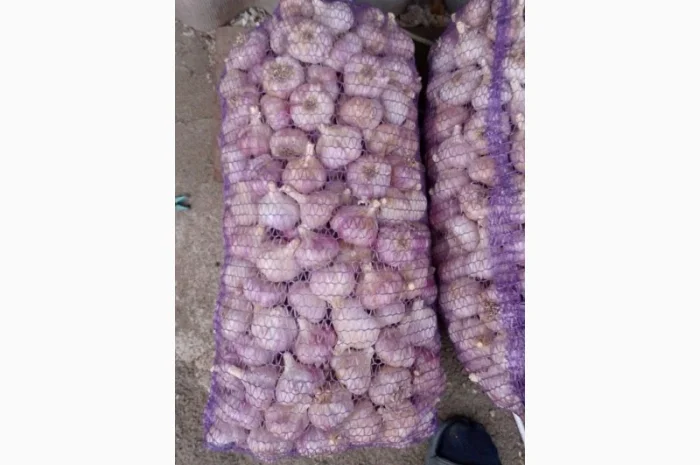 Чеснок бронь 1 репродукция от "АГРО-ГАРЛІК"- фото № 4