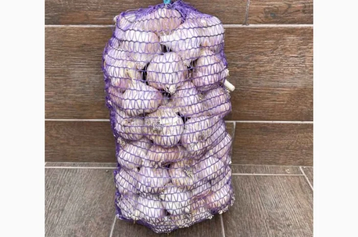 Чеснок бронь 1 репродукция от "АГРО-ГАРЛІК"- фото № 5