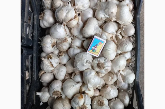 Часник ярий від "АГРО-ГАРЛІК"- Сочинський 56, Єлейський Високоурожайні сорта- фото № 1