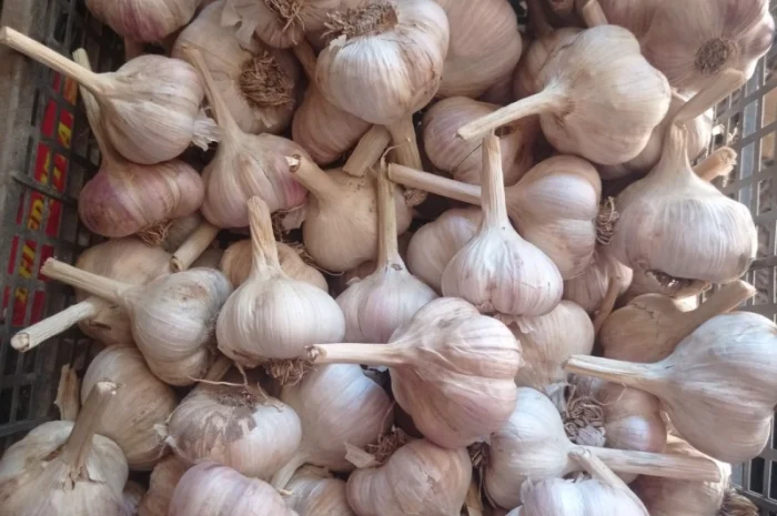 Продам часник домашній- фото № 1