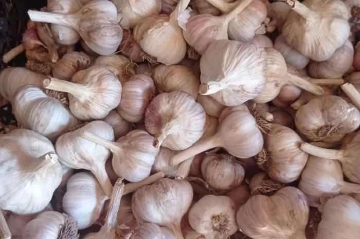 Продам часник домашній- фото № 2