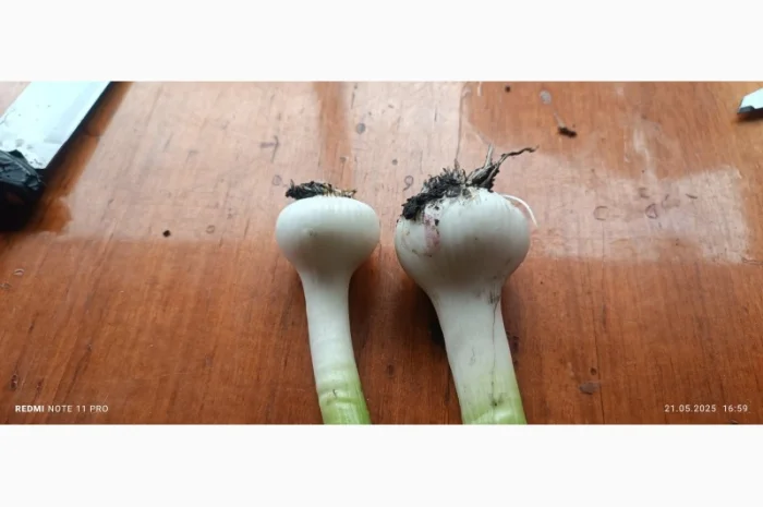 Куплю чеснок от 200 кг- фото № 1