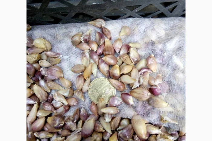 Чеснок сорту «Любаша» на продаж- фото № 2