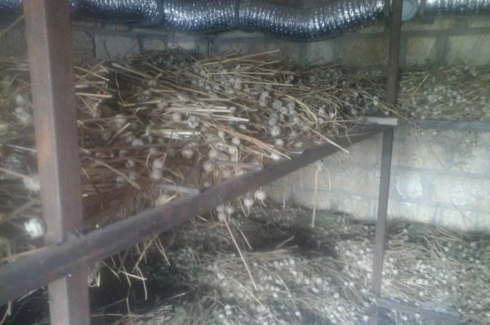 Чеснок сорту «Любаша» на продаж- фото № 3