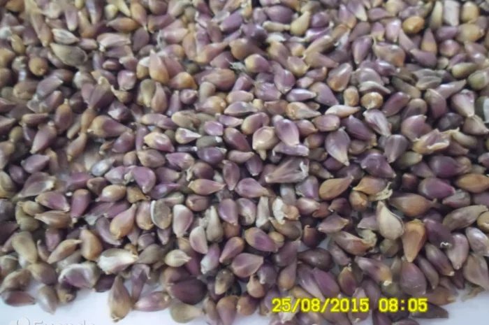 Чеснок сорту «Любаша» на продаж- фото № 4