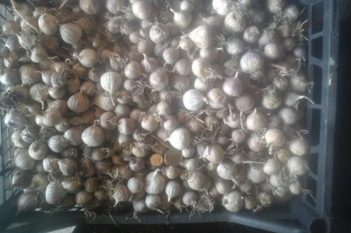 Чеснок однозубка "Любаша" на продажу- фото № 2