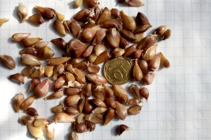 Чеснок однозубка "Любаша" на продажу- фото № 3