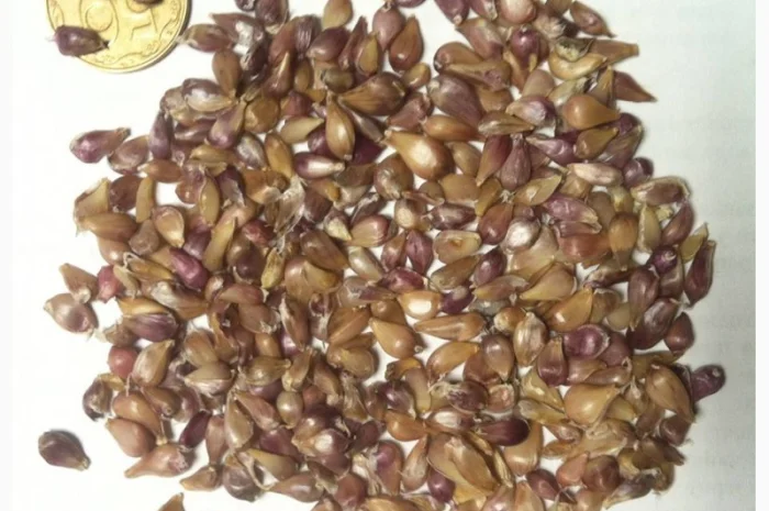 Продажа чеснока Любаша: воздушка и однозубка- фото № 1