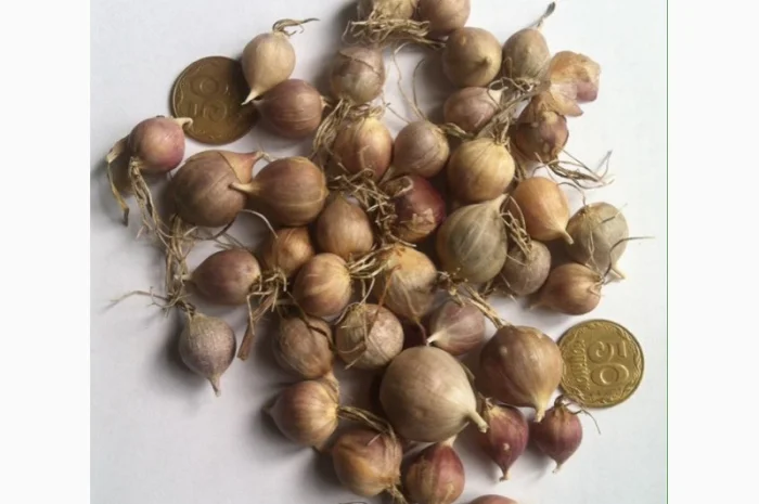 Продажа чеснока Любаша: воздушка и однозубка- фото № 2