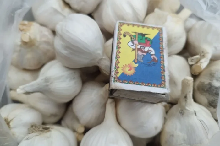 Продаж часнику озимого великого для посадки- фото № 2