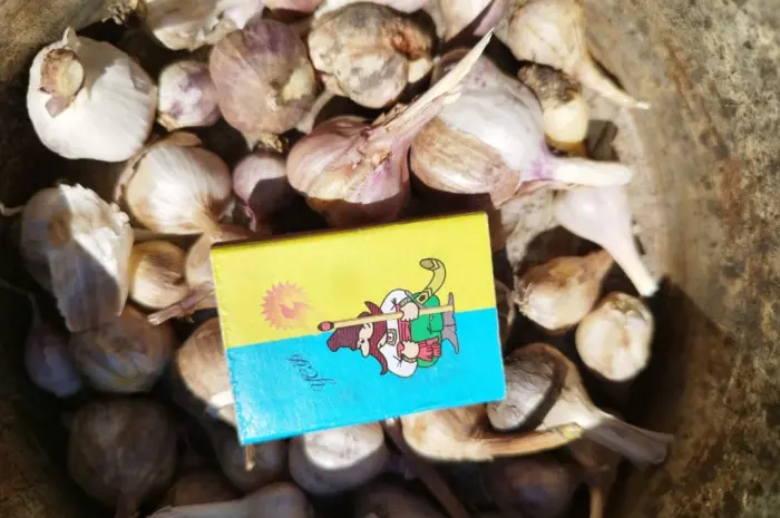 Продам часник озимий великий і на посадку 1 репродукції- фото № 6