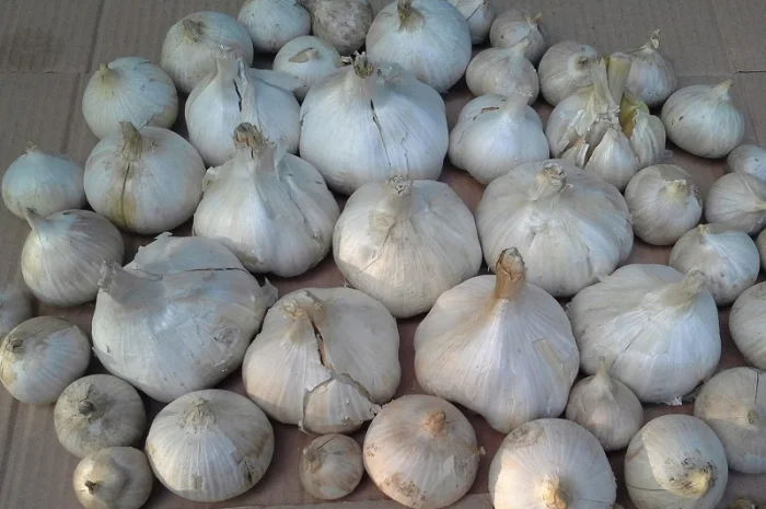 Чеснок Рокамболь однозубка: испанский, кипрский, голландский- фото № 1