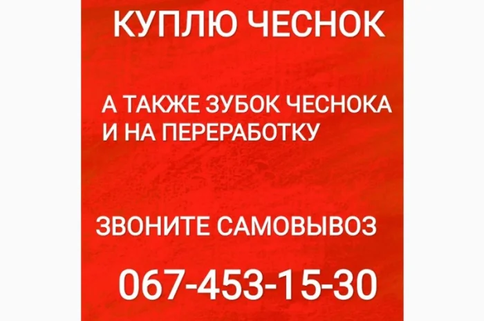 Закупка чеснока на постоянной основе- фото № 1