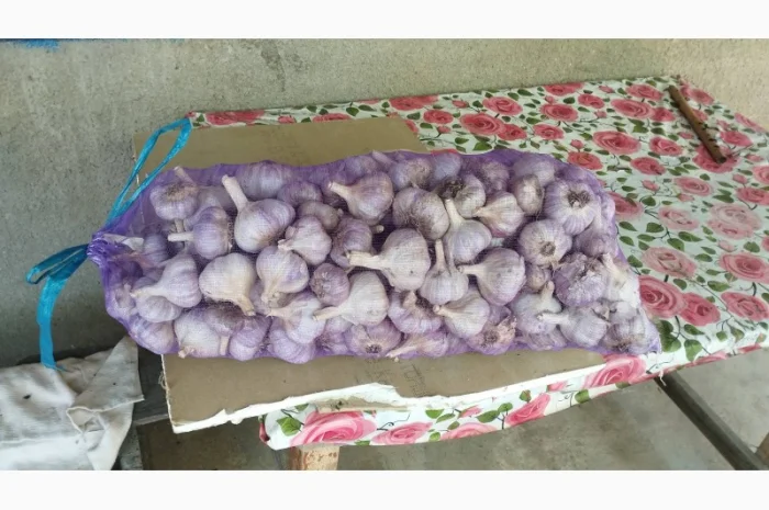 Покупка чеснока от 4 см- фото № 1